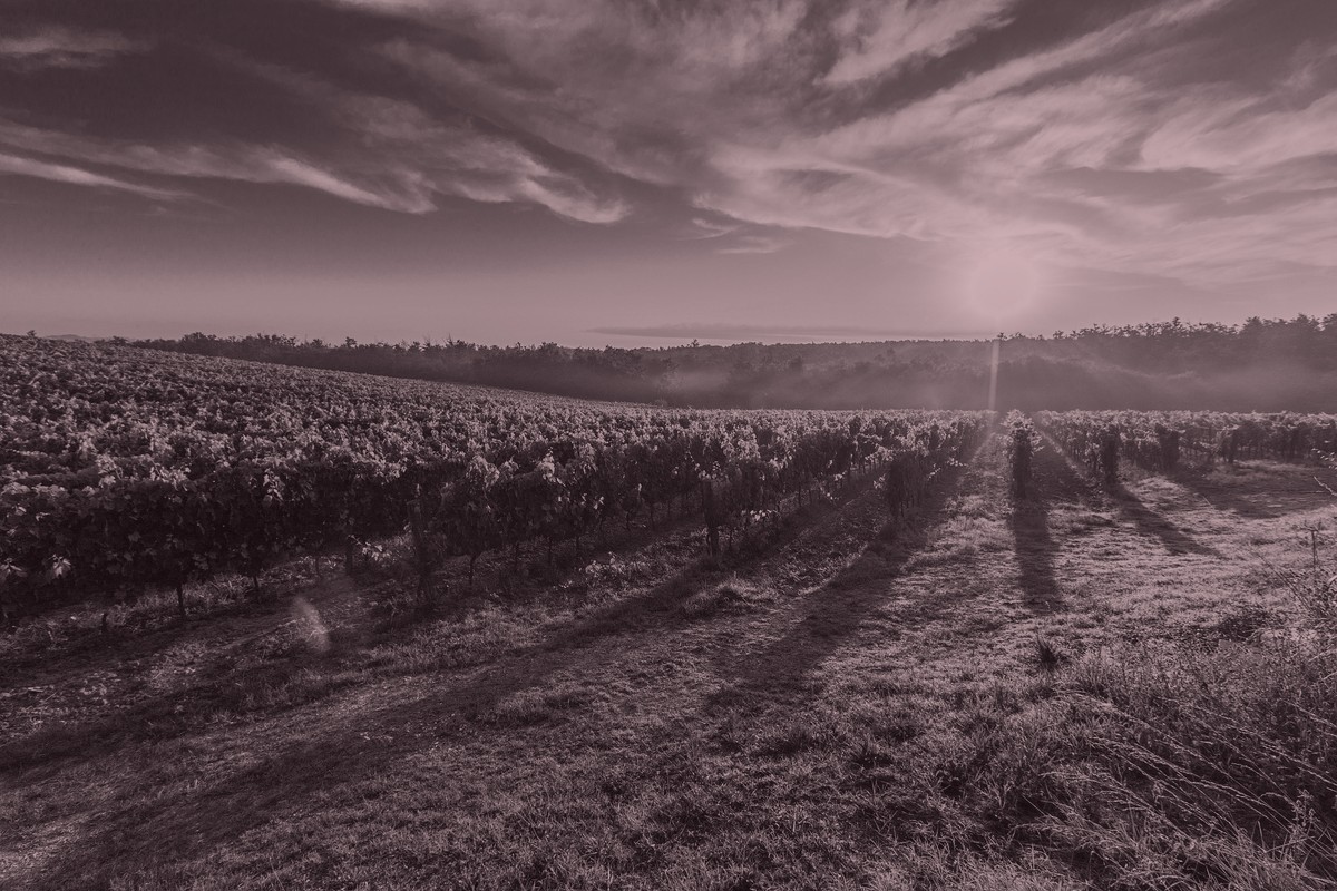Rangs de vigne au lever du soleil
